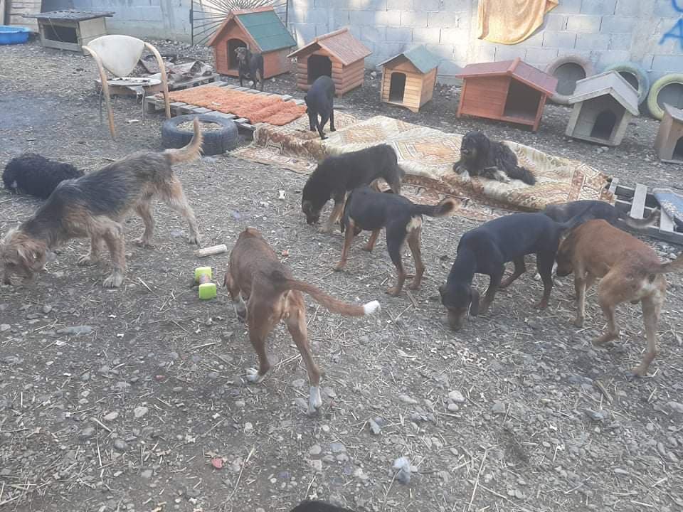 Bosnien – Hunde in Not e. V.